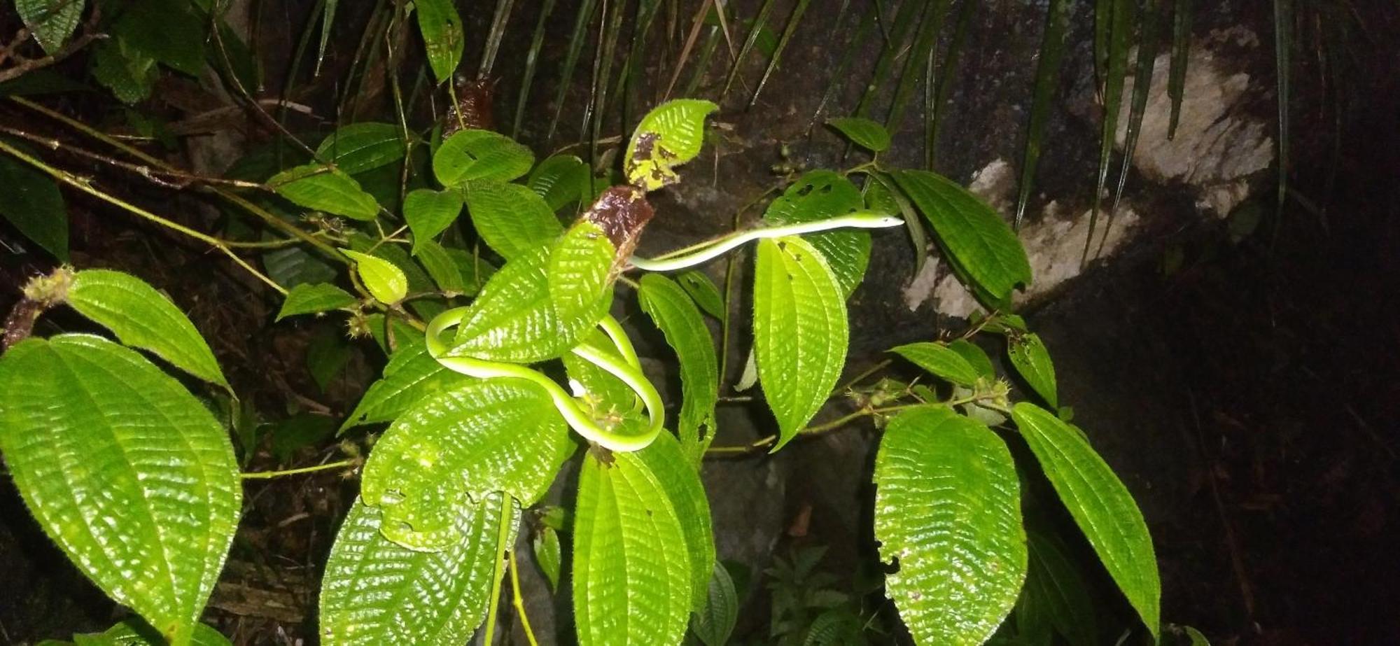 Sinharaja Kurulu Ella Eco Resort Deniyaya Exteriér fotografie