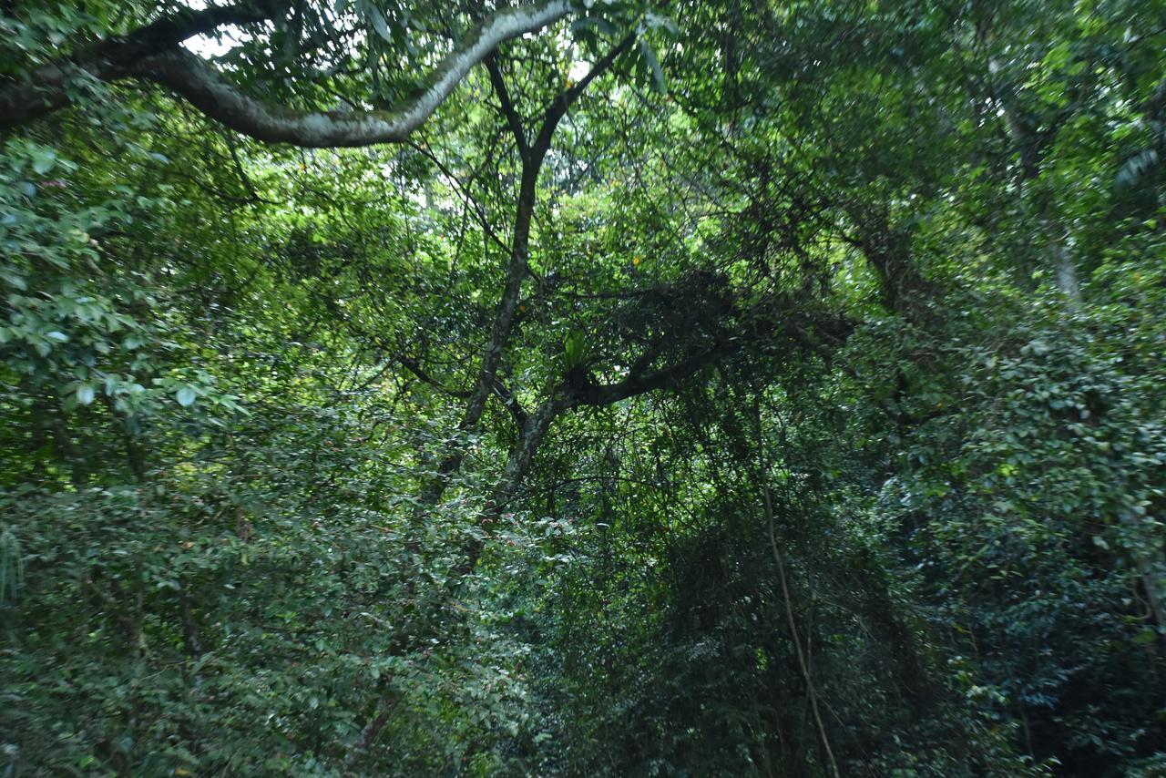 Sinharaja Kurulu Ella Eco Resort Deniyaya Exteriér fotografie