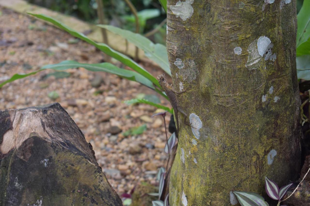 Sinharaja Kurulu Ella Eco Resort Deniyaya Exteriér fotografie